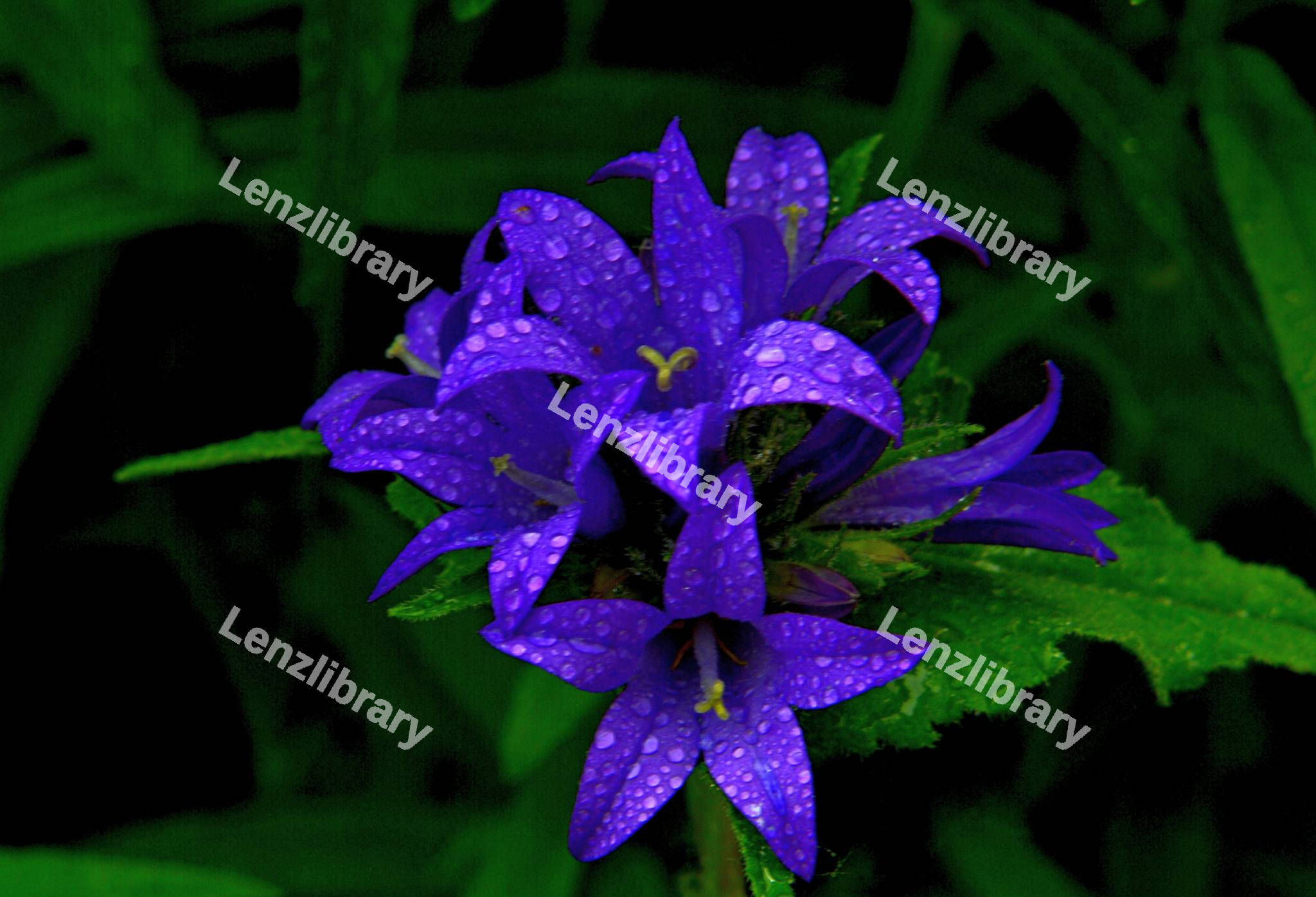 Clustered Bellflower